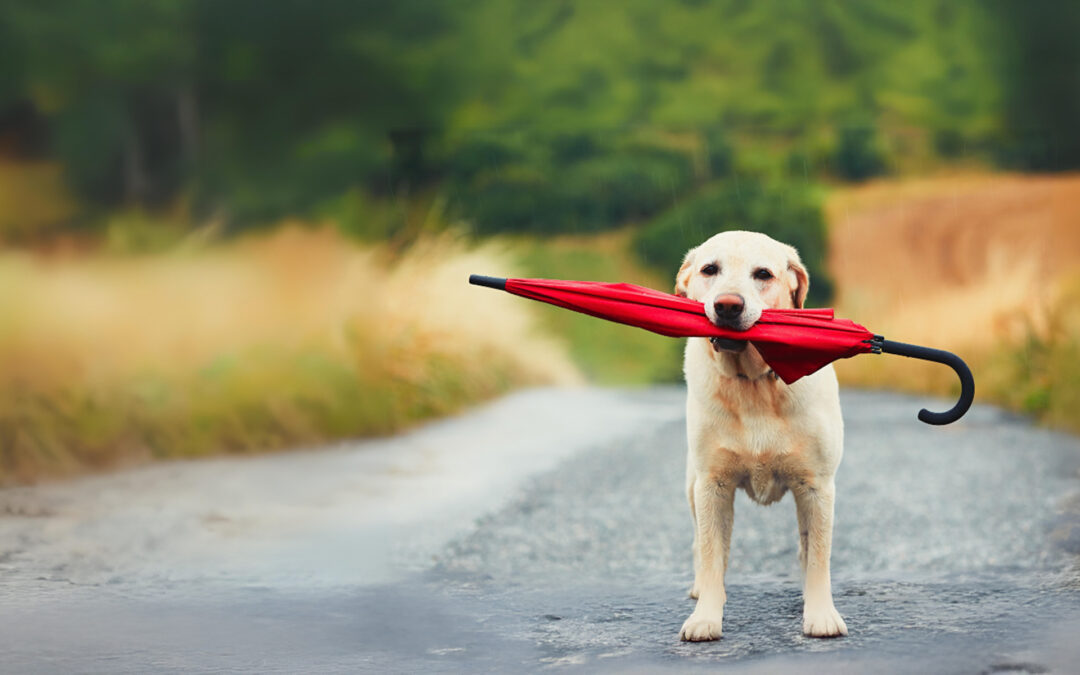 Rainy Day Money – Emergency Fund