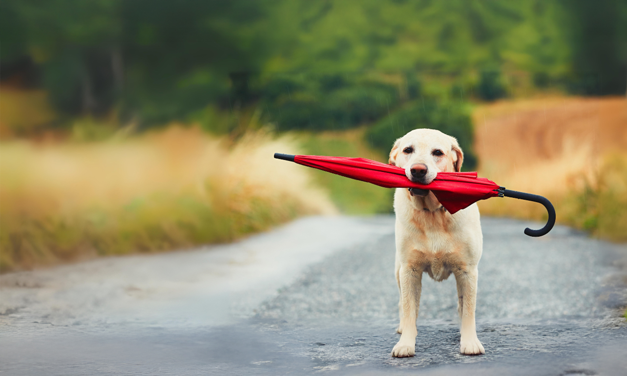 Rainy Day Money – Emergency Fund